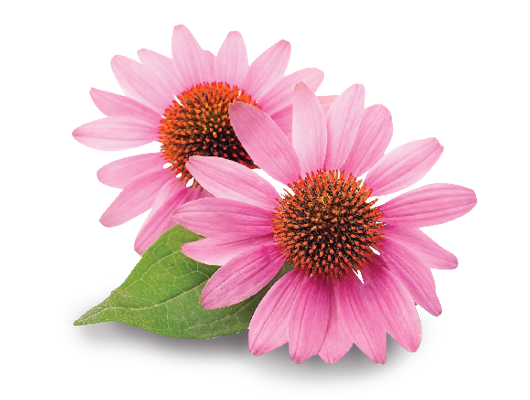 files/HealthBenefits_Echinacea_Dsktp.png