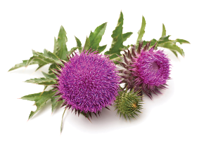files/HealthBenefits_MilkThistle_Mbl.png