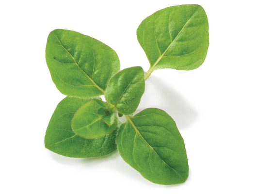 files/HealthBenefits_Oregano_Dsktp.png