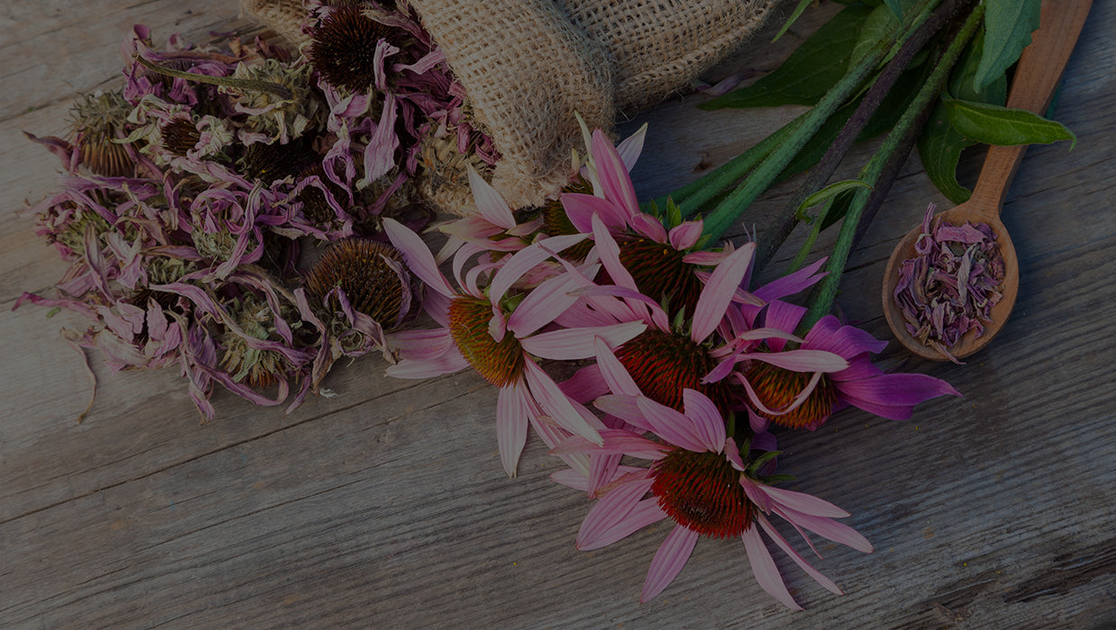 Echinacea tint