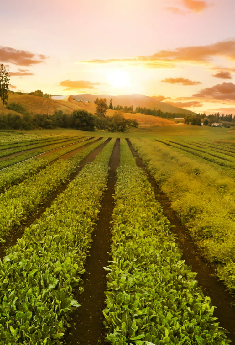 Organic farm