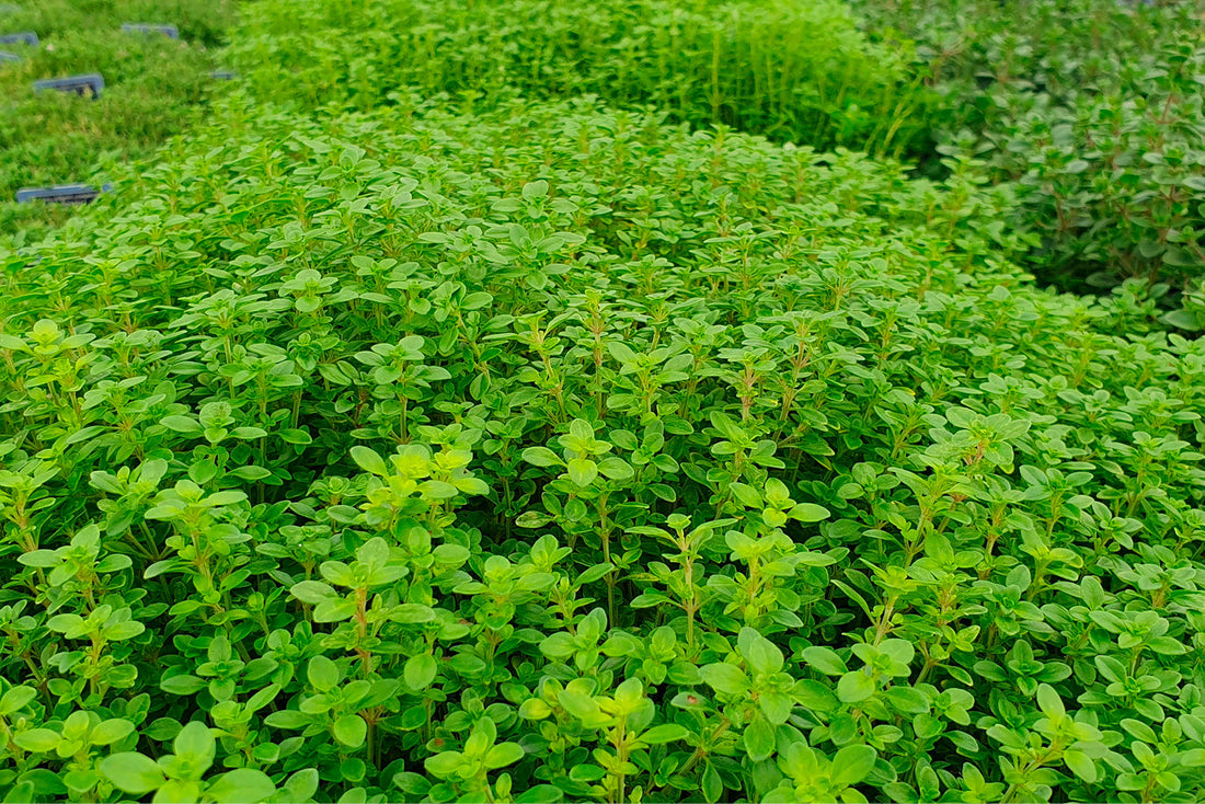 Health Benefits and Uses of Oregano