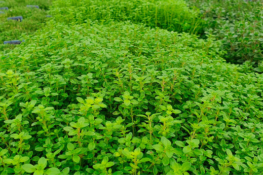 Health Benefits and Uses of Oregano
