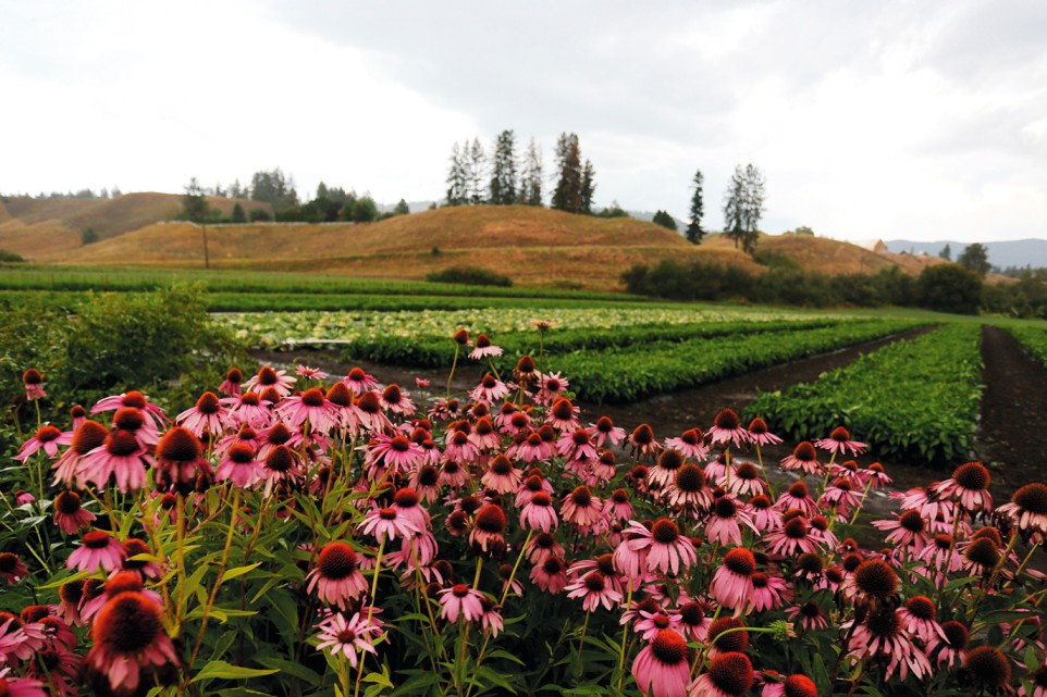 Natural Factors: Where Quality Comes First