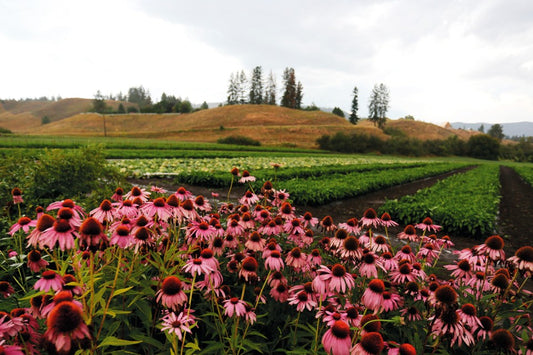 Natural Factors: Where Quality Comes First