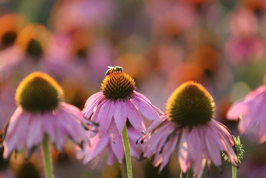 Plan Bee: The Factors Farms<sup>®</sup> Apiary