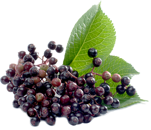 files/BlackElderberry_HealthBenefits_Dsktp.png