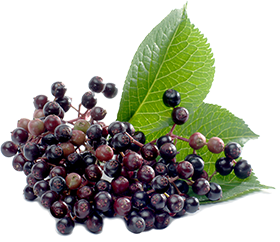 files/BlackElderberry_HealthBenefits_Mbl.png