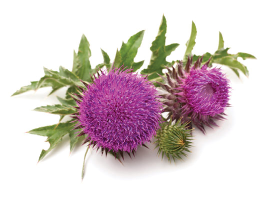 files/HealthBenefits_MilkThistle_Dsktp.png